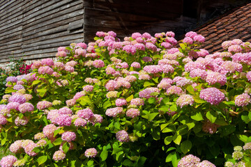 Beau massif d'hortensia à grandes feuilles.