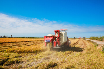 Fototapeta premium Rice harvesting machine working in the field