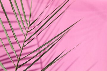 A close-up of palm leaf against a pink background, showcasing shadows. The simplicity and vibrant...