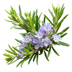 Obraz premium rosemary flower isolated on transparent background