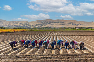 Agricultural workers sowing onion in the crop field