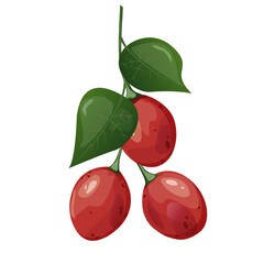 Tamarillo. Exotic tropical tomato tree fruit. For food blogs or recipe websites, packaging, catalogs or educational posters, menus, printables and teaching materials