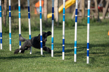 Dog Breeds Poodle running in agility competitions.