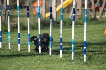 Dog Breeds Poodle running in agility competitions.