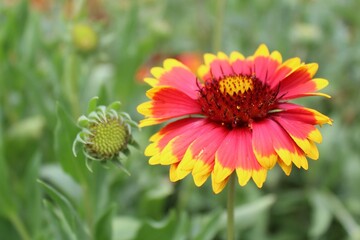 Gaillardia aristata red yellow flower in bloom,	
red and yellow flower