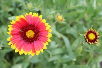 Gaillardia aristata red yellow flower in bloom