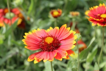 Gaillardia aristata red yellow flower in bloom,	
