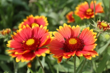 Gaillardia aristata red yellow flower in bloom,	

