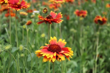 orange flowers in the garden