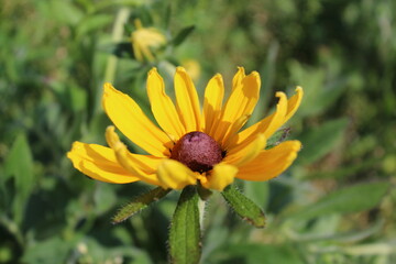 yellow flower on a green background