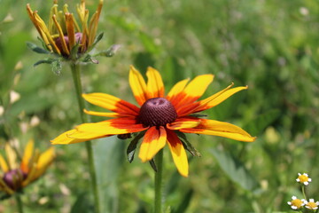  Wildflowers and grasses in a summer meadow