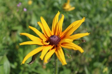 yellow flower in the garden