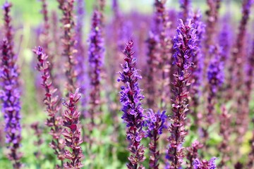 lavender field in provence france