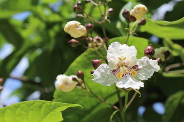 green trees with beautiful white flowers