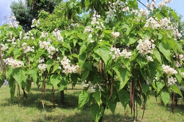 green trees with beautiful white flowers