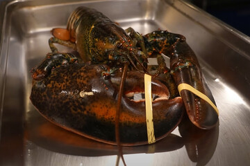 Live lobster placed in a stainless steel tray, claws secured with rubber bands, prepared for...