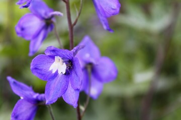 close up of a blue iris