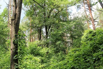 green trees in the forest, beautiful view of the forest