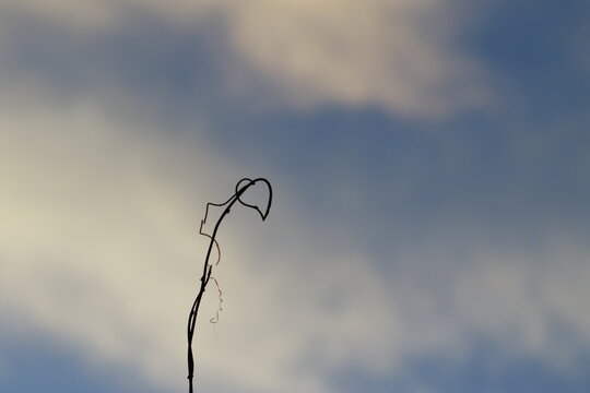 branchage dans le ciel