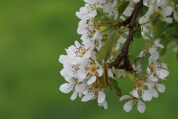 Fleurs de poirier