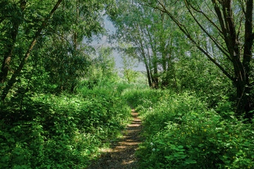 A fragment of a forest with a path in sunny weather.