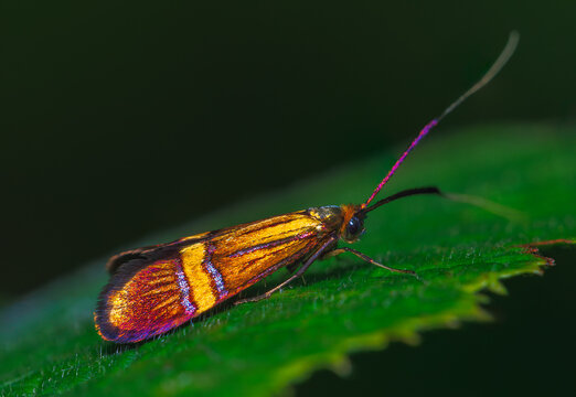 Detailed closeup on a European yellow-barred longhorn moth, Nemophora degeerella on a green leaf