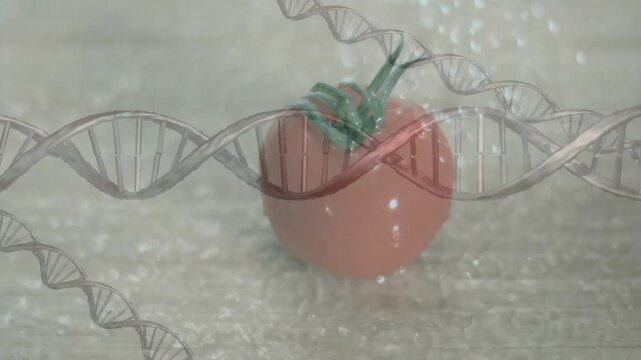 DNA helix drifting into view triggers droplets sprinkling onto tomato visualizing genetic freshness