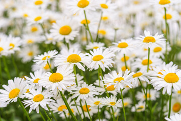 Fototapeta premium Cose up of blooming white daisies, chamomile with yellow centers growing in a lush meadow background. Oxeye daisy, Leucanthemum vulgare, Common daisy, Dog daisy. Gardening, plant breeding