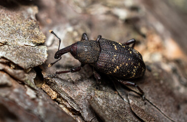 A small dark brown weevil beetle crawls along the bark of a pine tree on a clear summer day.