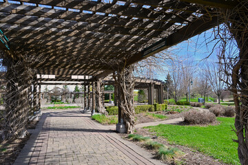 The wooden canopy made of beams - pergola in the patio of the public park in Richmond Hill