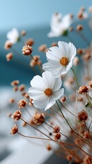 White cosmos flowers bloom against a clear blue sky, showcasing delicate petals and vibrant yellow centers in perfect daylight