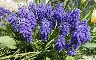 Spring splendor, flowering, colors, soft and woody