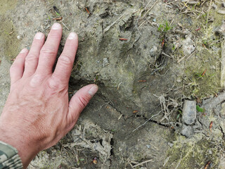 A bear paw print on damp soil. A human hand is nearby for comparison.