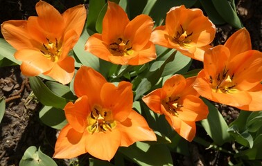 Fototapeta premium Spring splendor, flowering, colors, soft and woody