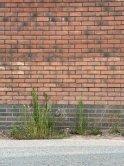 brick wall background with plants
