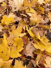 Autumn maple yellow orange leaves top view. Autumn mood
