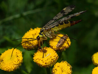 A scorpion fly sits on a yellow tansy flower in the thickets of green meadow grass.