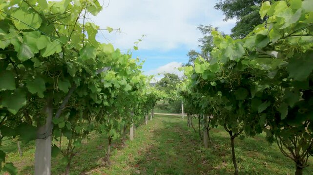 Rows of vibrant albari&ntilde;o grapevines thrive under the summer sun in a picturesque vineyard in el saln&eacute;s, cambados, spain, promising a bountiful harvest