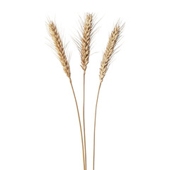 Fototapeta premium Three golden wheat stalks with detailed grains and awns isolated on transparent background