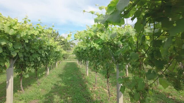 Rows of vibrant albari&ntilde;o grapevines thrive under the summer sun in a picturesque vineyard in el saln&eacute;s, cambados, spain, promising a bountiful harvest