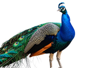 Naklejka premium Firefly_Close up photograph of a full body peacock isolated on solid white background.