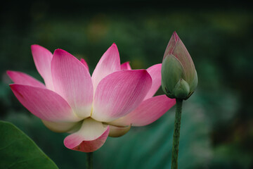 lotus