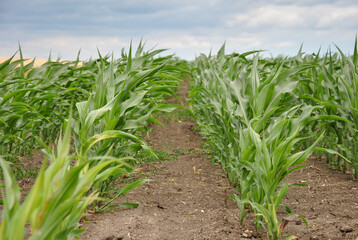 rows of young corn in the field