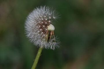 Taraxacum officinale, better known as dandelion
