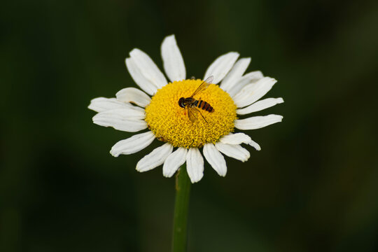 Aveja posada sobre una manzanilla