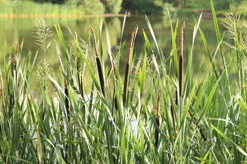Cattail close-up. The stem of the cattail ends in a spadix-shaped inflorescence, long leaves. Cattail against the background of a pond, lake. Natural summer background. Plant background