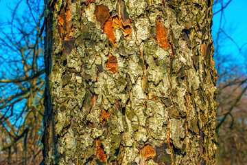 Rowan bark close-up. Texture of the trunk of Sorbus torminalis L. Background from living wood. Skin...