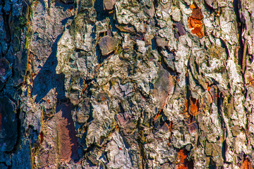 Rowan bark close-up. Texture of the trunk of Sorbus torminalis L. Background from living wood. Skin...