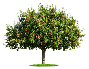  Firefly_PNG Apple tree produce fruit plant.