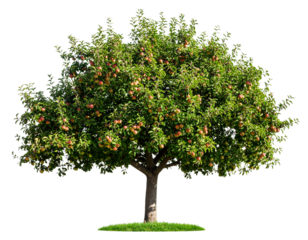  Firefly_PNG Apple tree produce fruit plant.